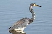 Aigrette tricolore