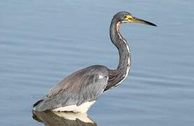 Tricolored Heron