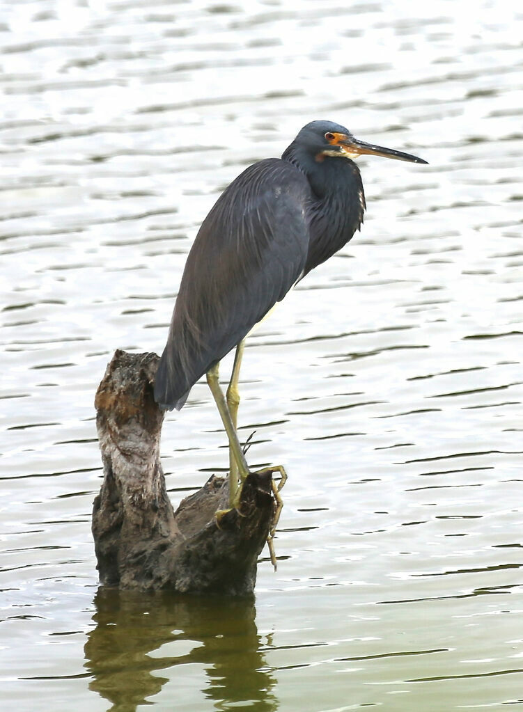 Aigrette tricolore
