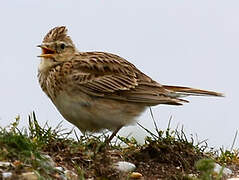 Eurasian Skylark