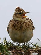 Eurasian Skylark