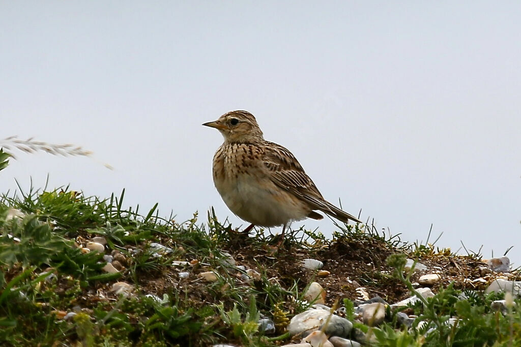 Eurasian Skylark