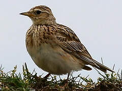 Eurasian Skylark