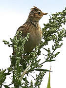 Eurasian Skylark