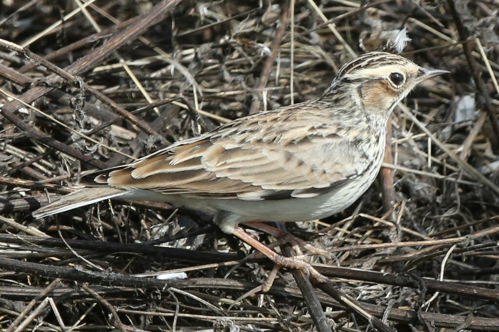 Woodlark