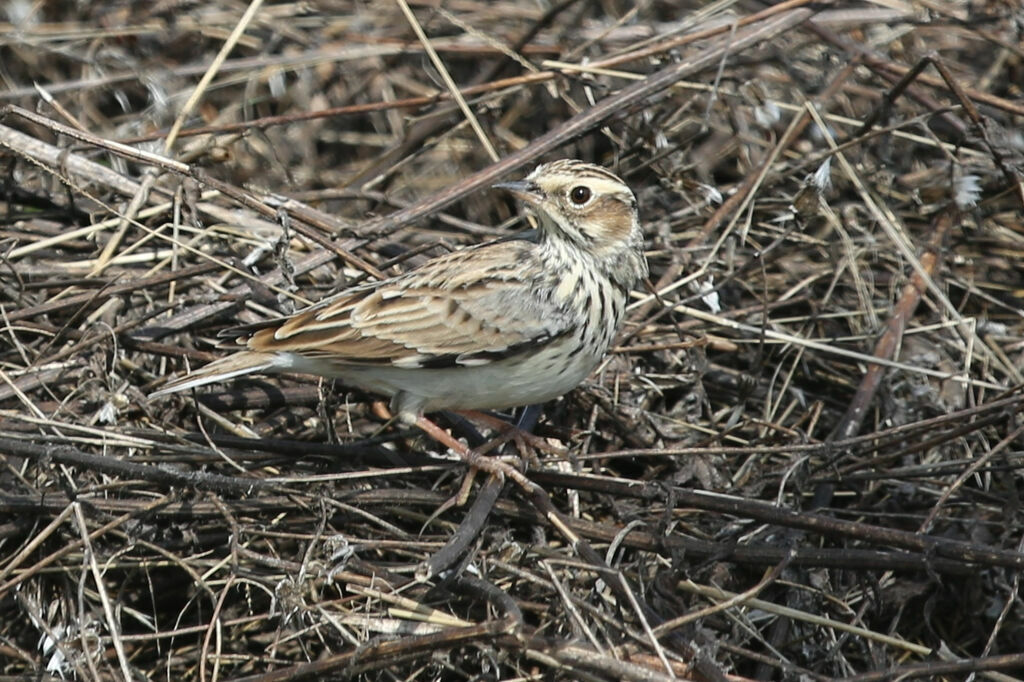 Woodlark