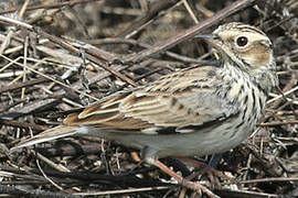 Woodlark