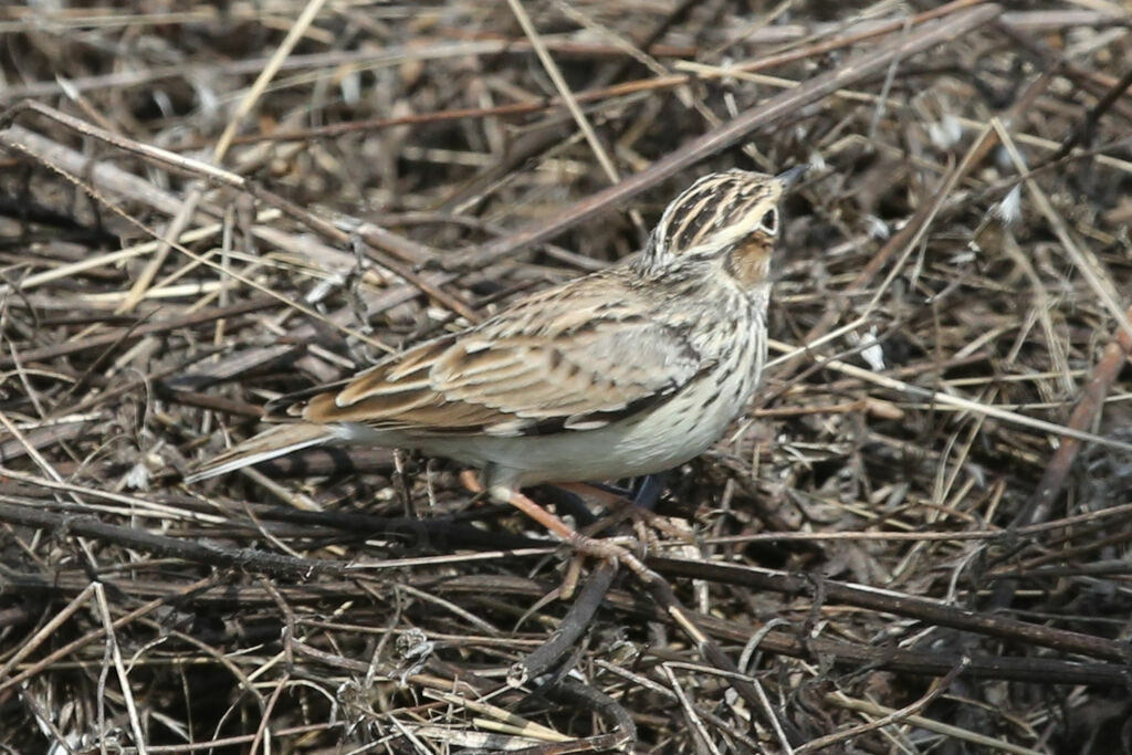 Woodlark