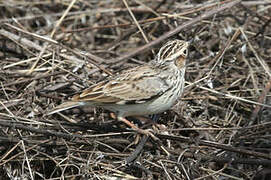 Woodlark