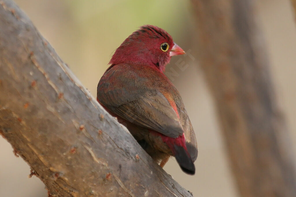 Red-billed Firefinch