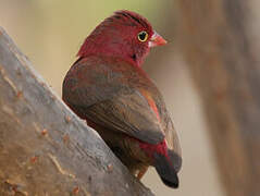 Red-billed Firefinch