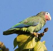 Cuban Amazon