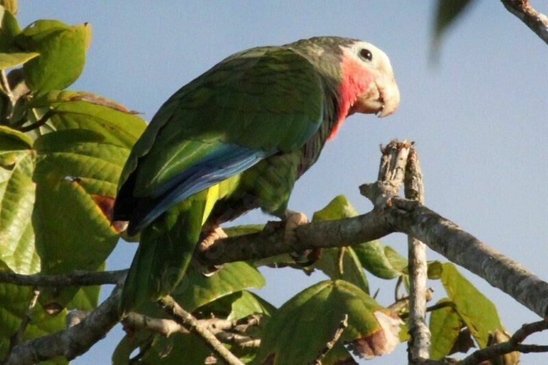 Cuban Amazon