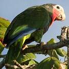 Amazone de Cuba
