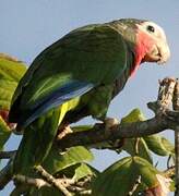 Cuban Amazon