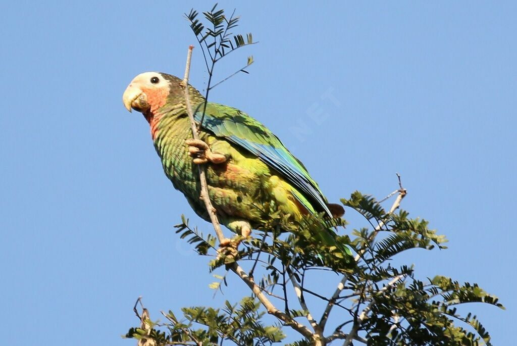 Cuban Amazon