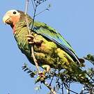 Amazone de Cuba