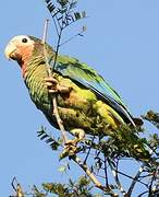 Cuban Amazon