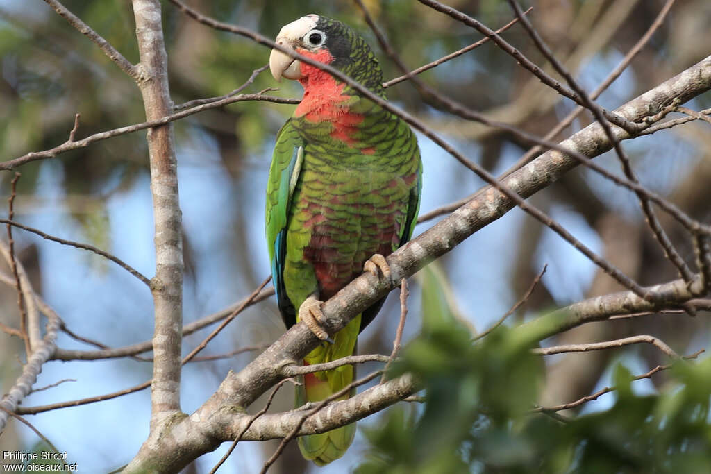 Cuban Amazonadult, pigmentation