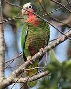 Cuban Amazon