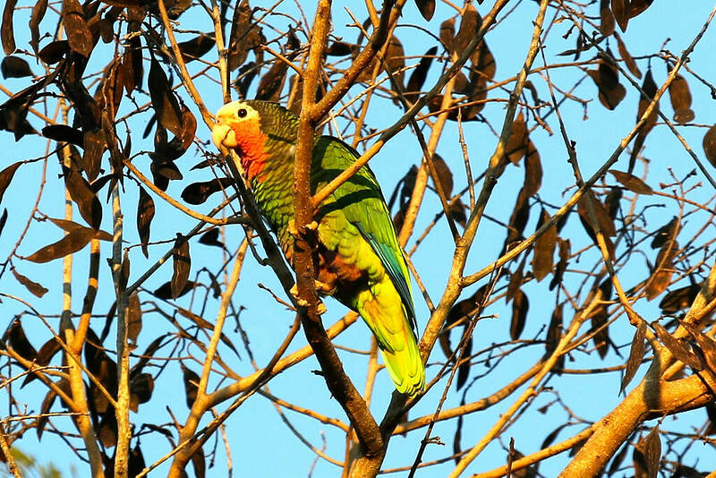 Cuban Amazon Amazona leucocephala phst298594