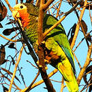 Amazone de Cuba