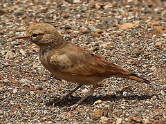 Bar-tailed Lark