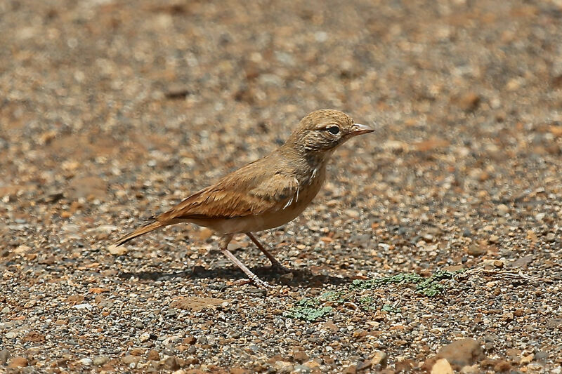 Bar-tailed Larkadult, identification