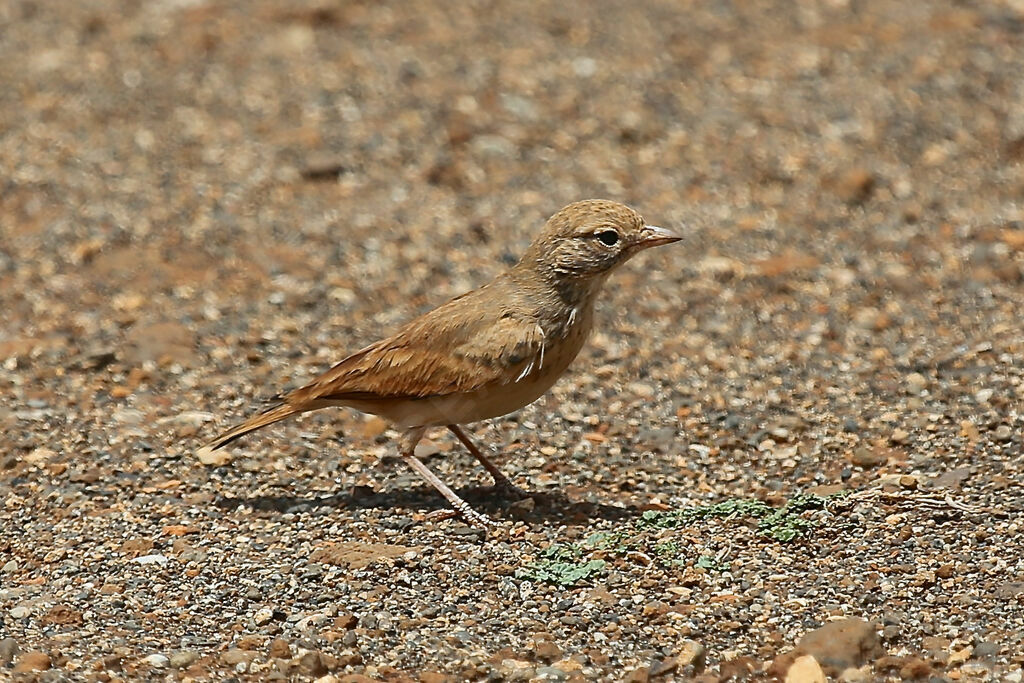 Ammomane éléganteadulte, identification