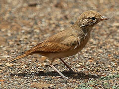 Bar-tailed Lark