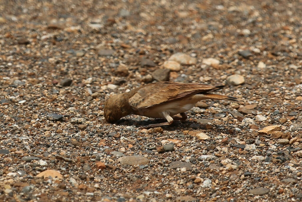 Bar-tailed Lark