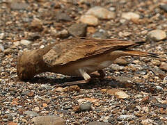 Bar-tailed Lark