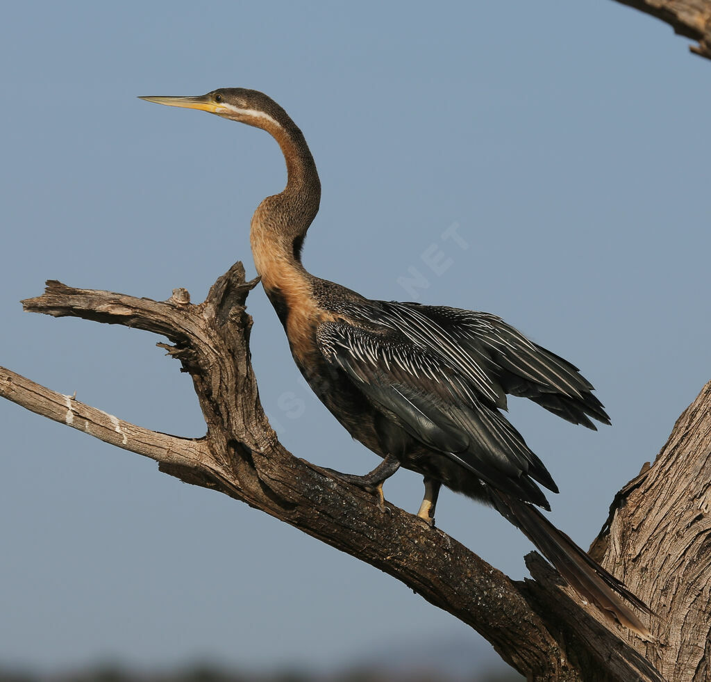 African Darter