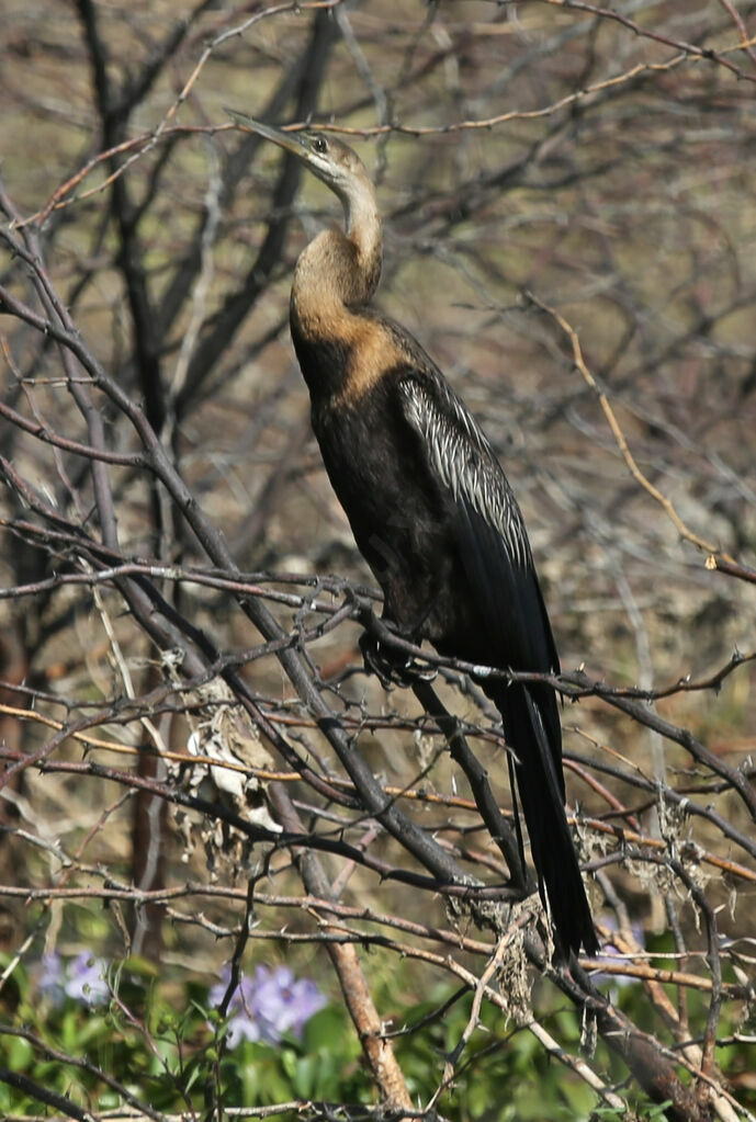 African Darter