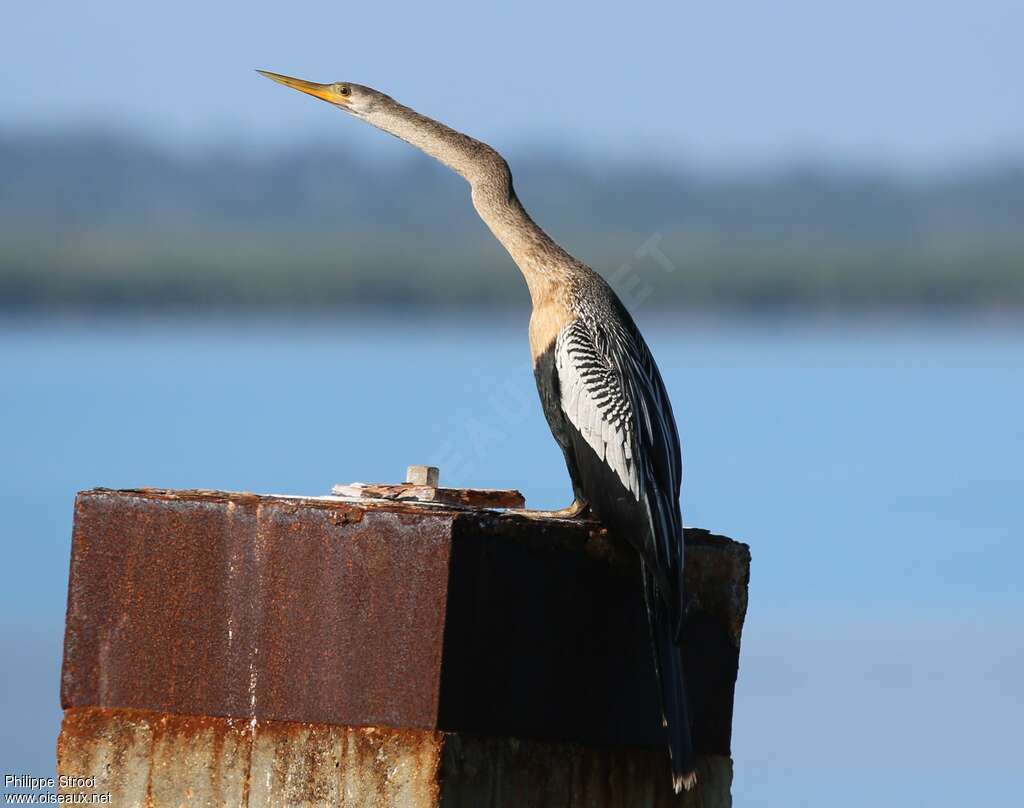 Anhinga d'Amérique femelle adulte, habitat, pigmentation, Comportement