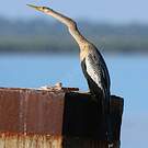 Anhinga d'Amérique