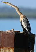 Anhinga