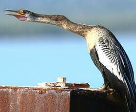 Anhinga d'Amérique