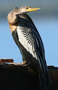 Anhinga