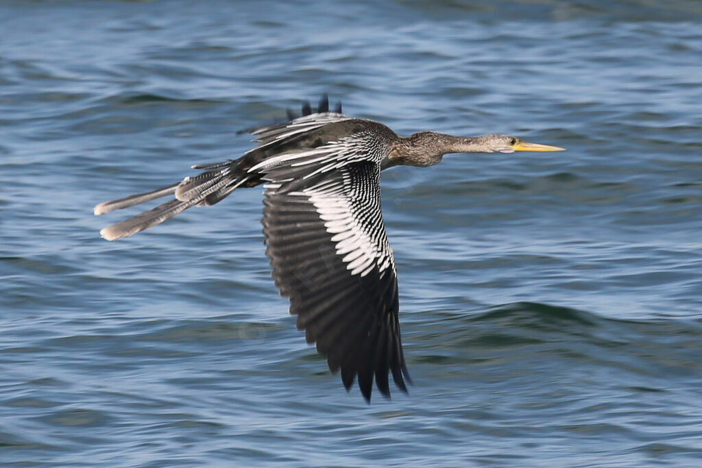 Anhinga