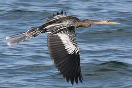 Anhinga