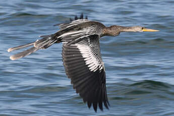 Anhinga d'Amérique