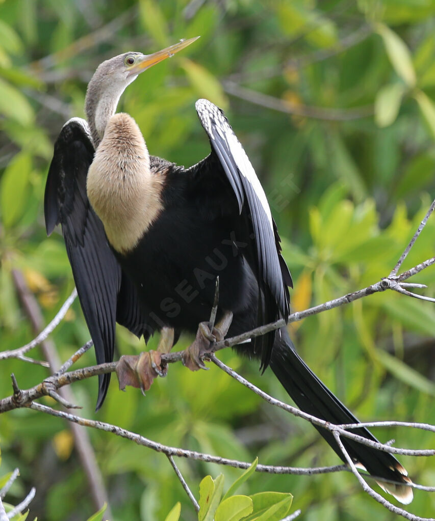 Anhinga d'Amérique