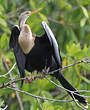 Anhinga d'Amérique