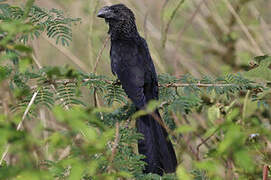 Smooth-billed Ani