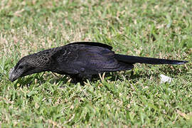 Smooth-billed Ani