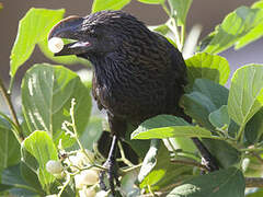 Smooth-billed Ani