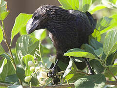 Smooth-billed Ani