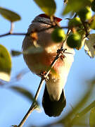 Black-rumped Waxbill