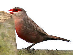 Common Waxbill